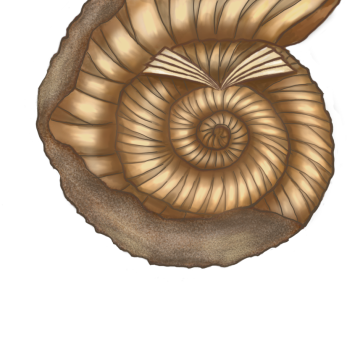 Ammonite, digital