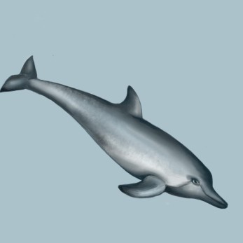Ancient dolphin, digital