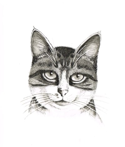 Cat, watercolour & ink