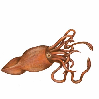 Colossal squid, digital