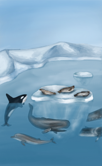 Antarctic whales & seals, digital