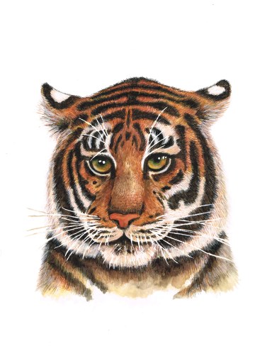 Tiger, watercolour & ink